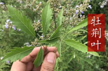 牡荆叶中草药图片