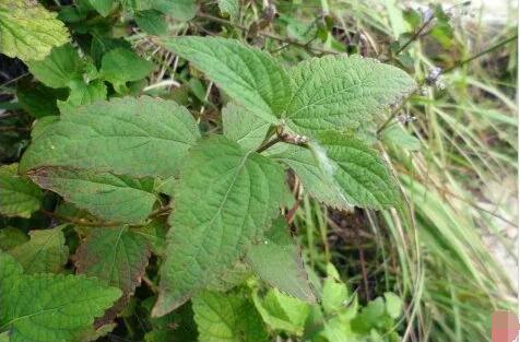 蓝萼香茶菜图片