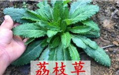 荔枝草图片_荔枝草的功效与作用