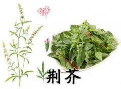 荆芥图片_荆芥的作用与功效