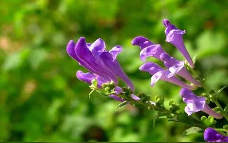 中药黄芩