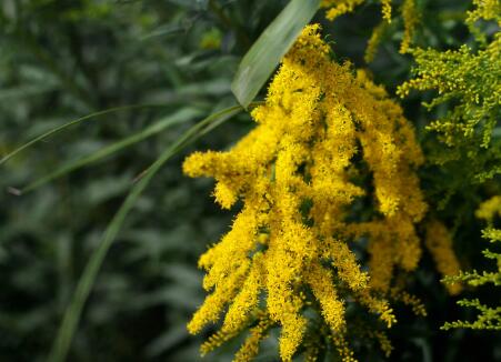 一枝黄花