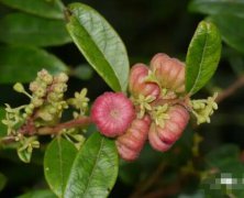 算盘子的图片与功效_植物算盘子的价值