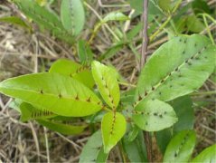 两面针的图片与功效_植物两面针的作用价值