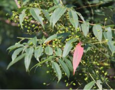 野漆树的图片与功效_植物野漆树的作用价值