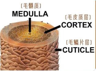 了解关于头发的知识_头发的组织与结构