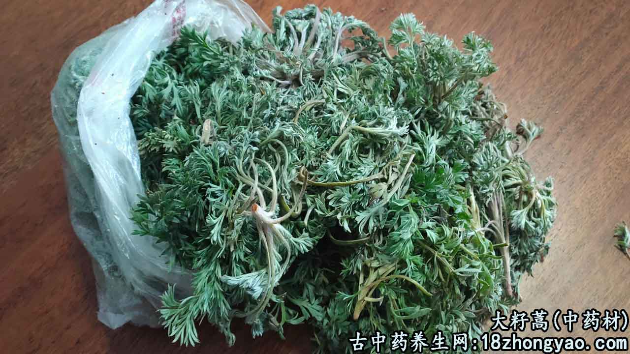 大籽蒿的图片