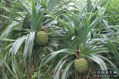 露兜草的图片与功效_植物露兜草的作用价值