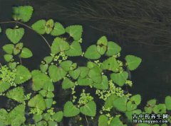 茶菱的图片与功效_植物茶菱的作用价值