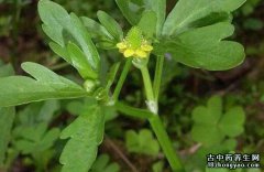 石龙芮的图片与功效_植物石龙芮的作用价值