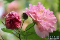 木芙蓉的图片与功效_植物木芙蓉的作用价值