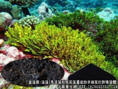 海藻的功效与作用_海藻的药用价值