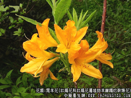 闹羊花