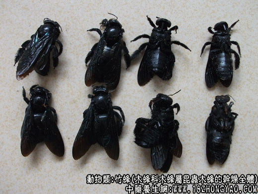 黑竹蜂幼虫图片