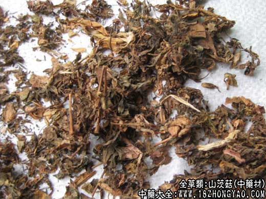 山茨菇图片