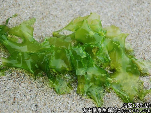 海藻图片