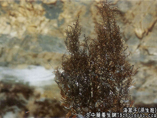 中药海藻的功效与作用图片