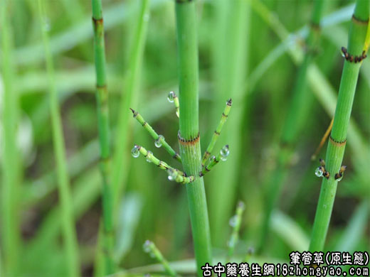 笔尾草功效图片