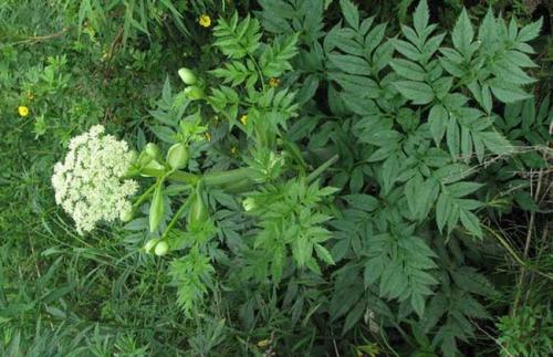 川芎的功效与作用、药理与炮制，川芎的种植栽培