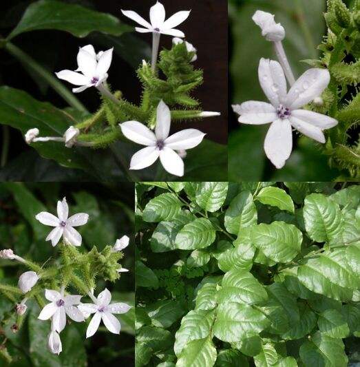 中草药白花丹图片大全图片