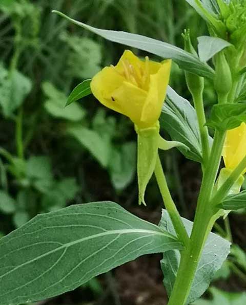 [山芝麻的功效与作用]_山芝麻图片