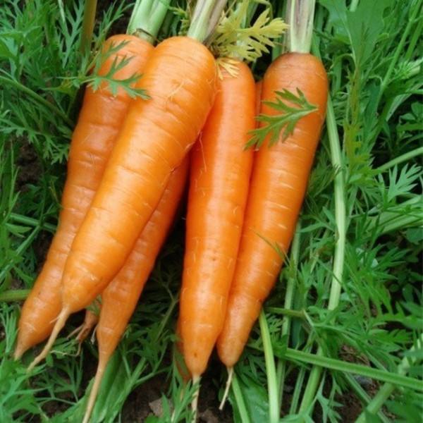胡萝卜和什么一起吃最有好营养_胡萝卜不能和什么一起吃相克