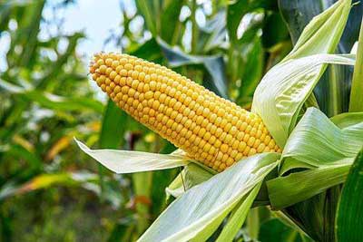 玉米的功效与作用_玉米的营养价值与相克相宜食物