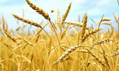 小麦的功效与作用_小麦的营养价值与相克相宜食物