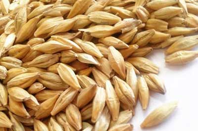 大麦的功效与作用_大麦的营养价值与相克相宜食物禁忌