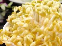 黄豆芽的营养价值与功效作用_黄豆芽和什么一起吃最好,食用禁