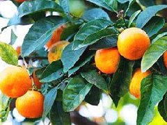 橘子图片_橘子的功效与作用、营养价值