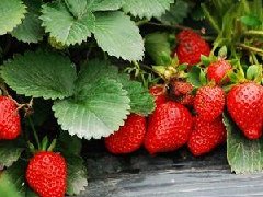 草莓图片_草莓的功效与作用、营养价值