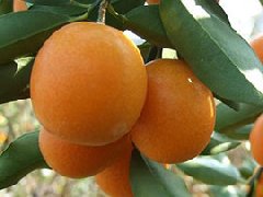金橘图片_金橘的功效与作用、营养价值