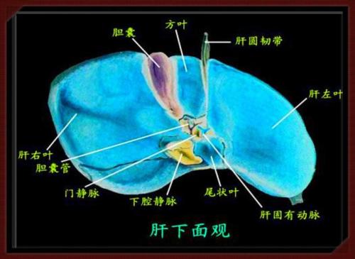 淤胆型肝炎