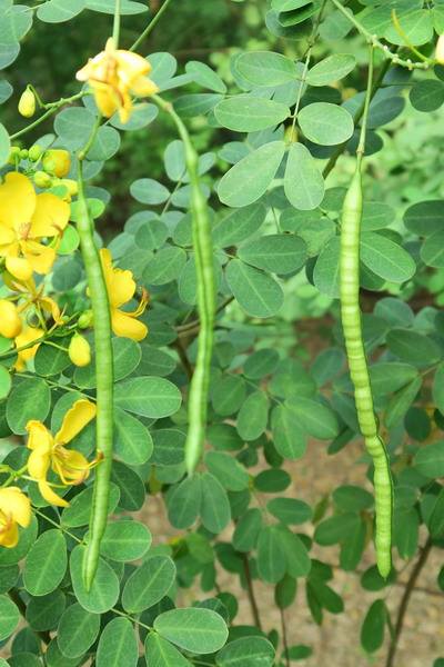 决明子的功效与作用决明子图片茳芒决明