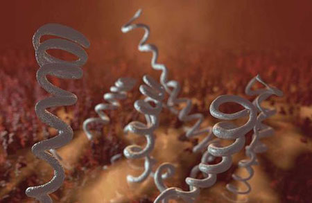 钩端螺旋体 显微镜图片