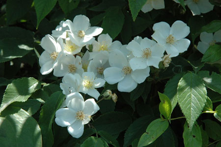 白刺花图片