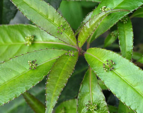 鲎壳刺中药图片植物图片