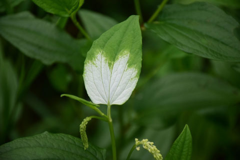 三白草图片