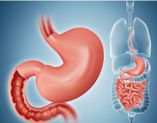 胃的形态结构与功能是怎么样的