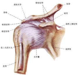 肱二头肌长头腱滑脱是什么症状和表现用中医来解释