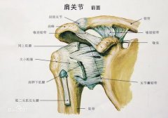 肩肱关节扭伤与脱位是什么症状和表现用中医来解释