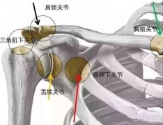 胸锁关节挫伤与脱位是什么症状和表现用中医来解释