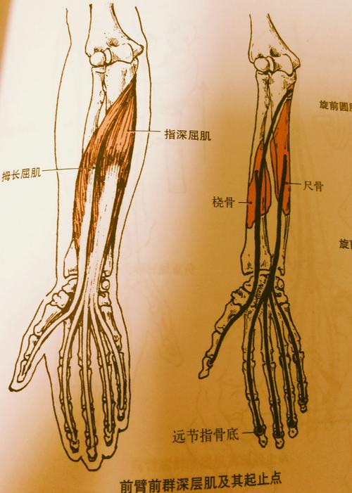 前臂屈肌群损伤综合征是什么症状和表现用中医来解释