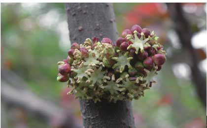 山麻杆茎皮图片