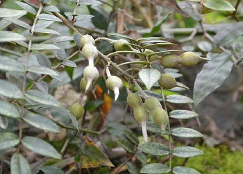 山豆根图片种植图片