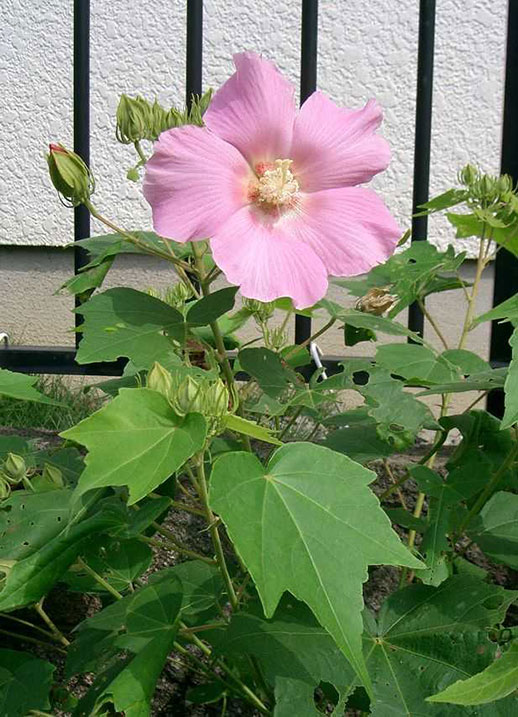 芙蓉树叶图片大全图片