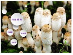 鸡腿蘑菇图片_鸡腿蘑菇的功效与作用
