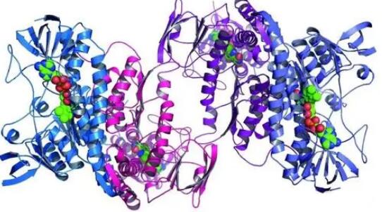什么叫酶?酶在体内起什么作用?