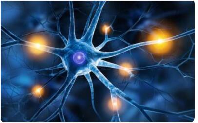 什么是神经元?神经元分几类?